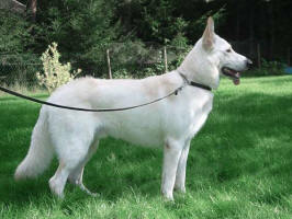 Apache04_small.jpg